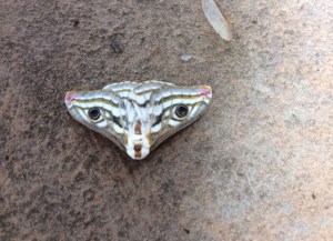 moth Fishermans Rest